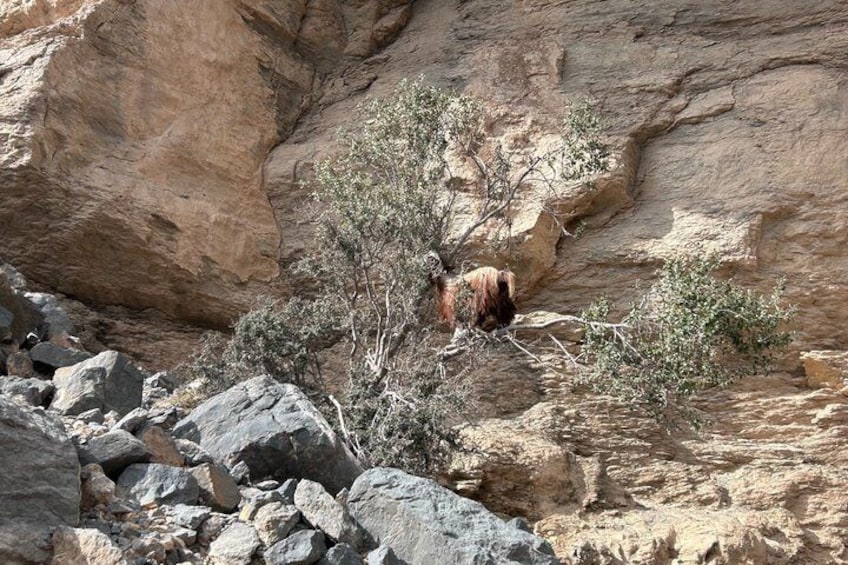 A bighorn sheep in a rocky terrain with sparse vegetation. 4