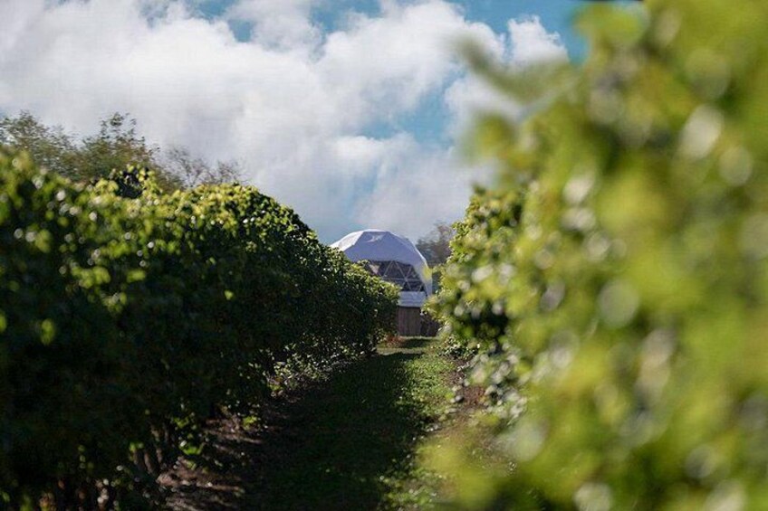 1 Hour Private Vineyard Dome Experience in Niagara-on-the-Lake 1