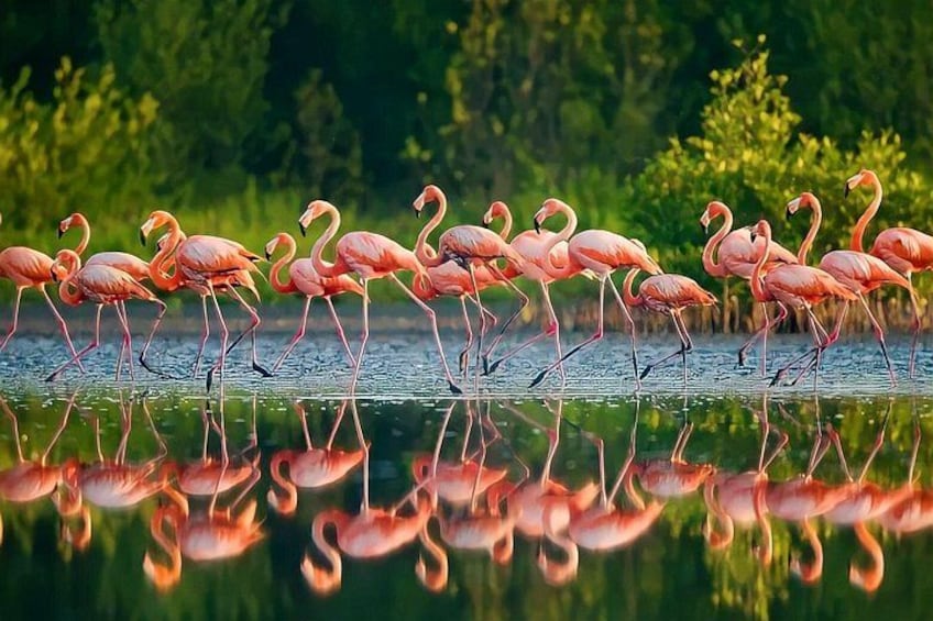 A group of flamingos wading in shallow water with reflections in the water. 5