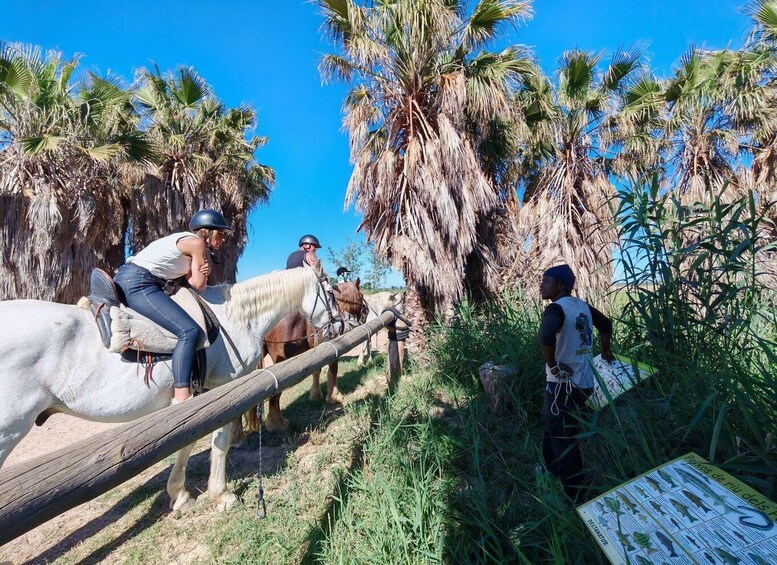 People riding horses, a wooden fence, and palm trees. 5