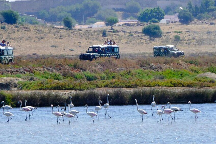 Half-Day Nature Safari in the Algarve 1