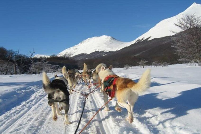 White Adventure - With sled 5