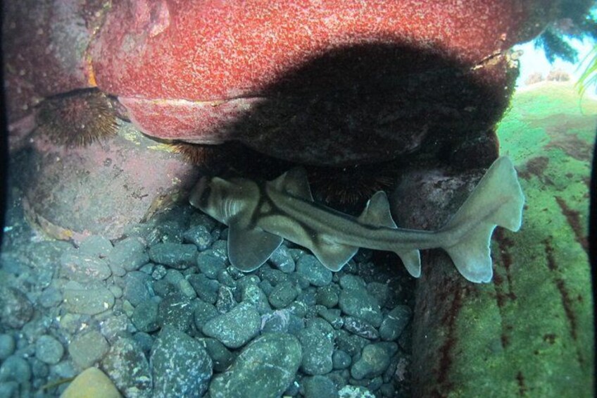 A large red rock formation with a sea anemone and a slipper shell on a rocky seabed. 5