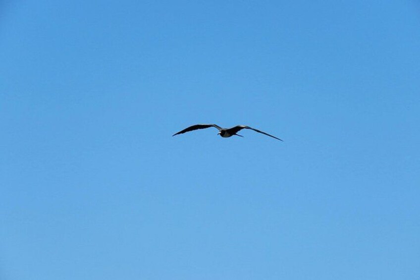 seabird - frigate 2
