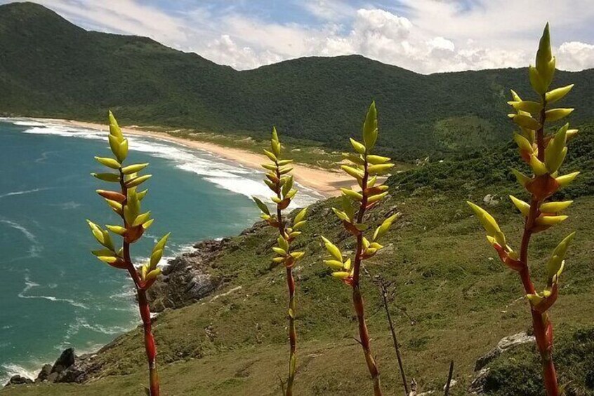 Un paysage côtier avec des montagnes, une plage et des plantes en fleurs. 1