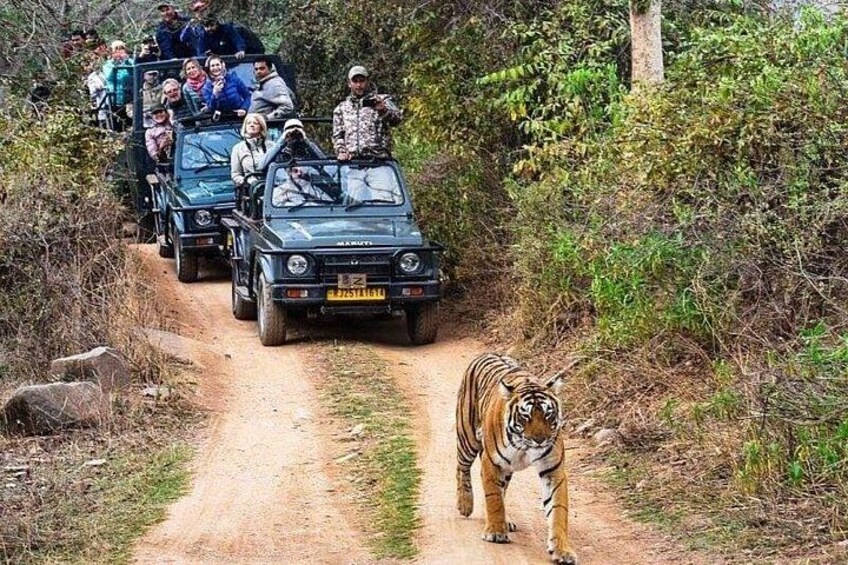 Ranthambore National Park 2