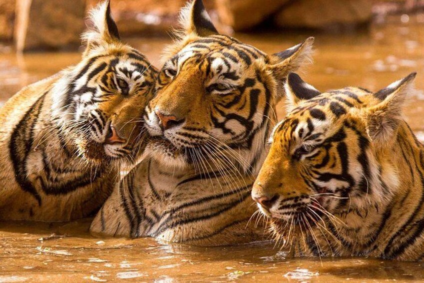 Ranthambore National Park 5