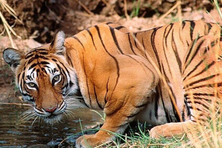 Ranthambore National Park 3
