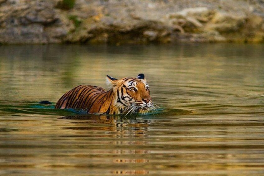 Ranthambore National Park 4
