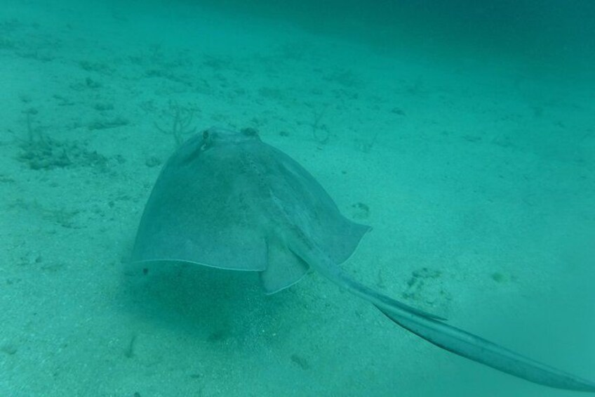 Een mantaray op de zeebodem. 4