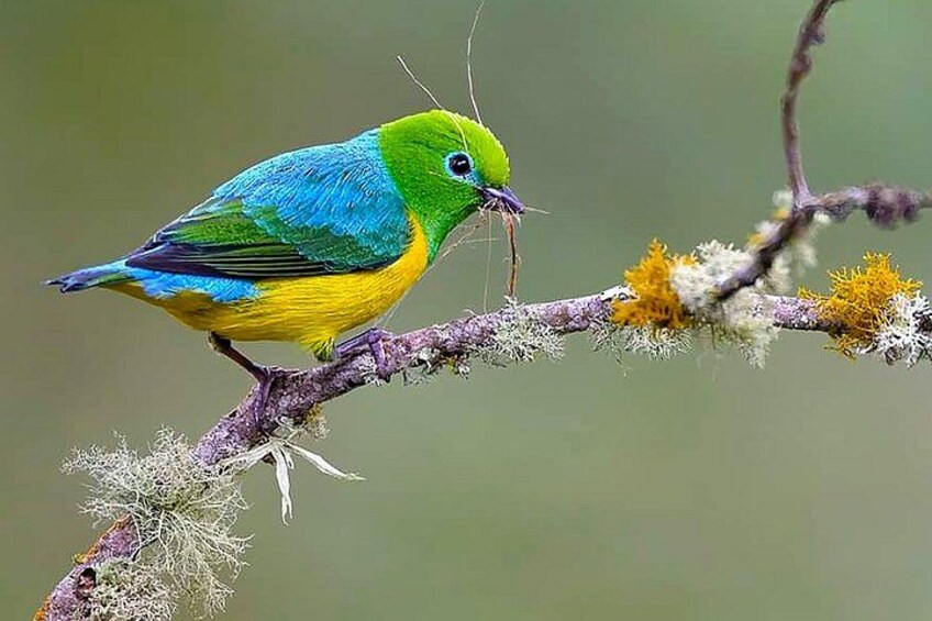 Bird Watching Colombia 2