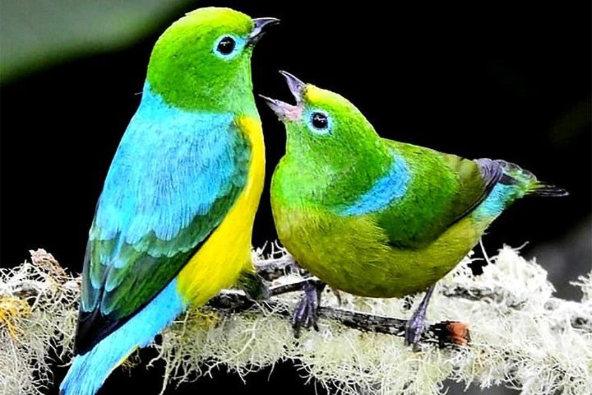 Bird Watching Cali 3