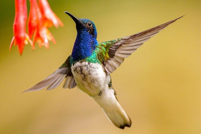 Cali: Bird Watching | Birding in the cloud forest at kilometer 18 1