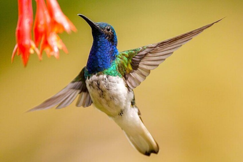 Cali: Bird Watching | Birding in the cloud forest at kilometer 18 1