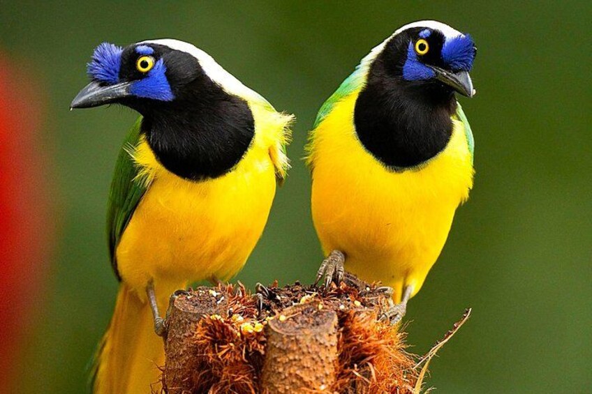 Cali Bird Watching 4