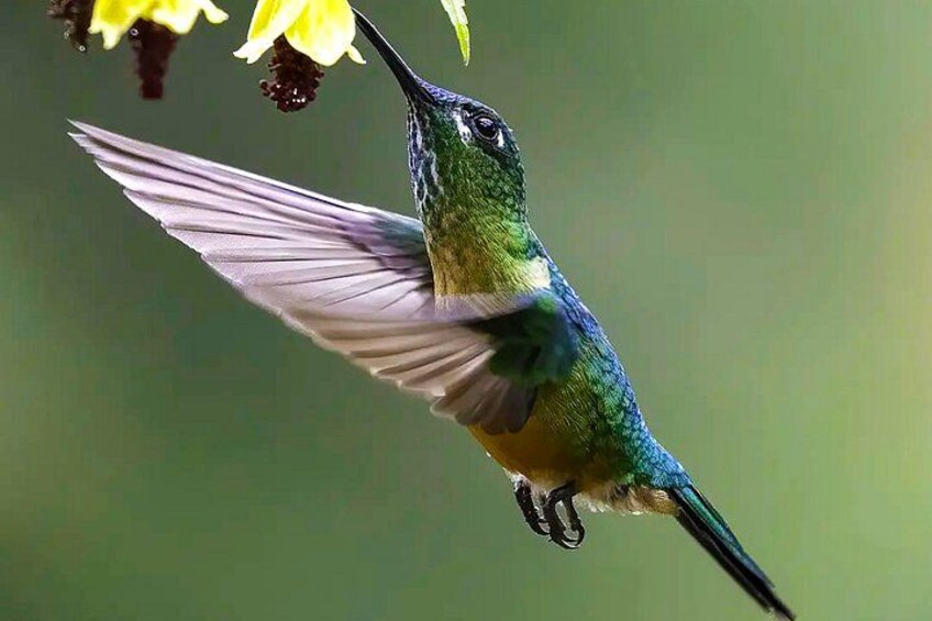 Avistamiento de Colibríes en Cali 5