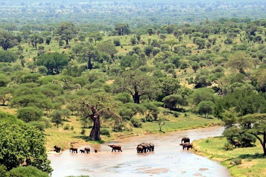 A river with elephants and a herd of buffalo crossing. 3