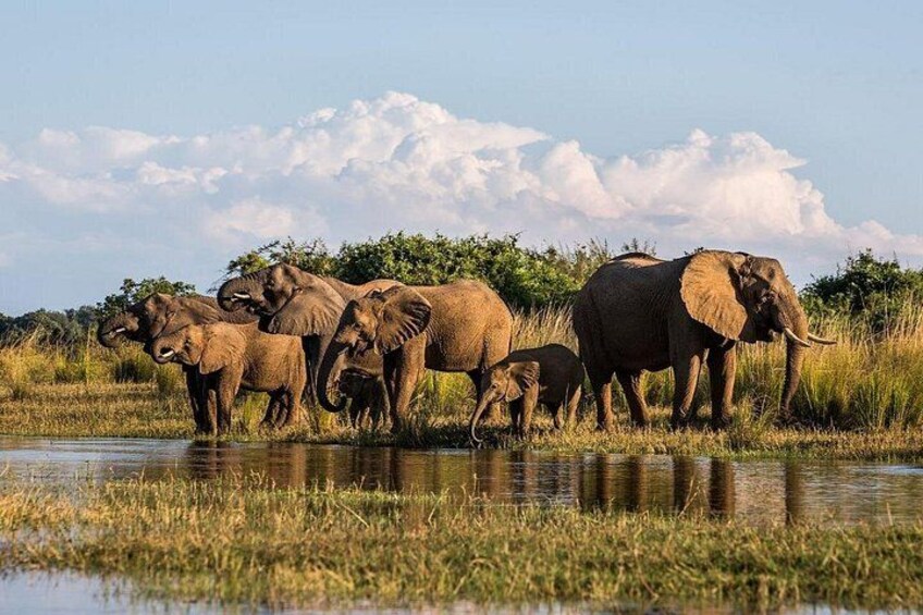 A herd of elephants by a water body with a clear sky. 1