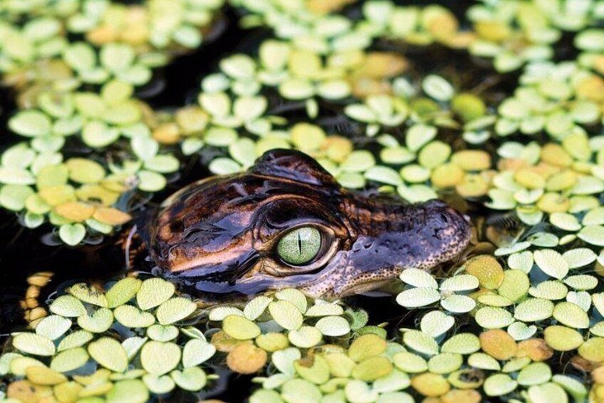 Everglades Eco-Adventure Tour 5