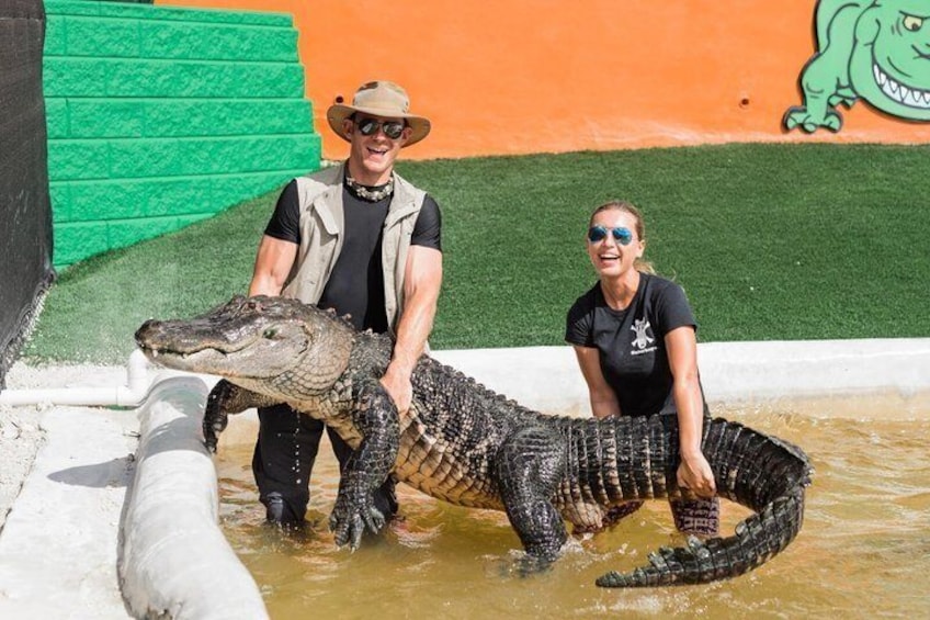 Un grande alligatore in un ambiente acquatico con una persona che sta accanto. 2