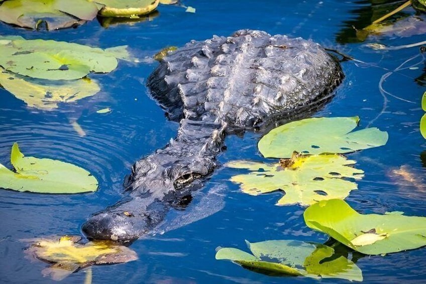 Un'alligatore nell'acqua con ninfee. 3