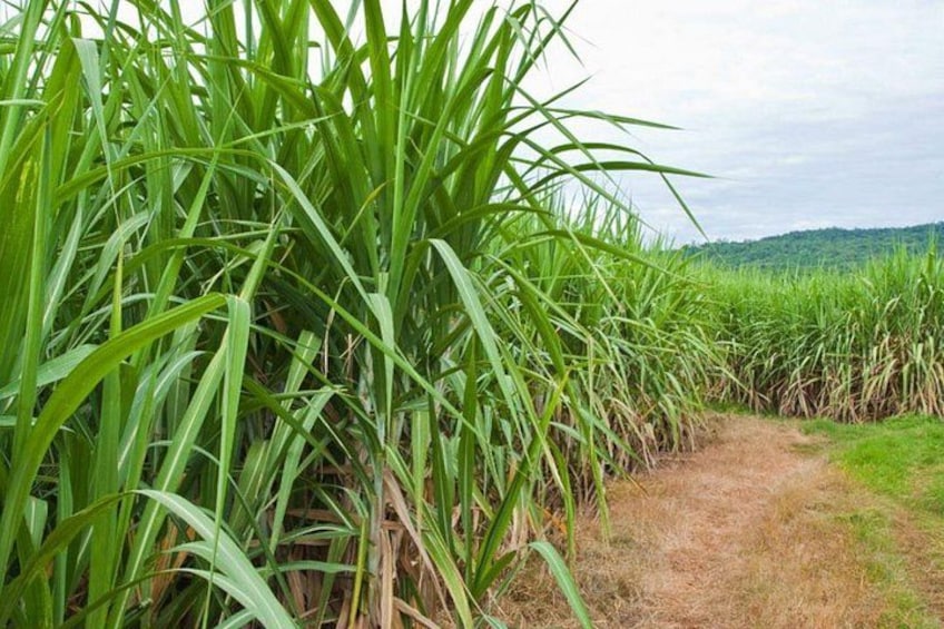 A field of tall green plants with a dirt path leading through. 3