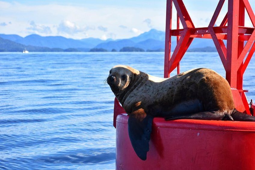 A seal resting on a red structure by a body of water with mountains in the background. 1