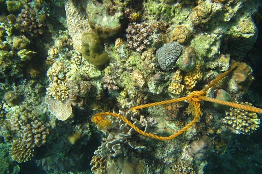 A coral reef with diverse marine life and a rope. 1