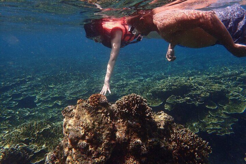 Amazing Anilao Snorkel Safari (with transfers from Manila) updated 2022