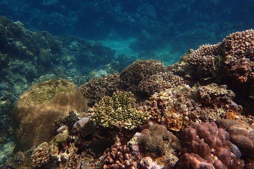 Anilao Snorkel Safari: Explore the Amazing Underwater World 3