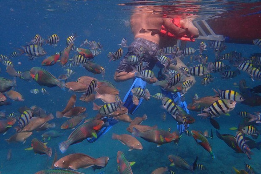 A person swimming with a group of fish. 3