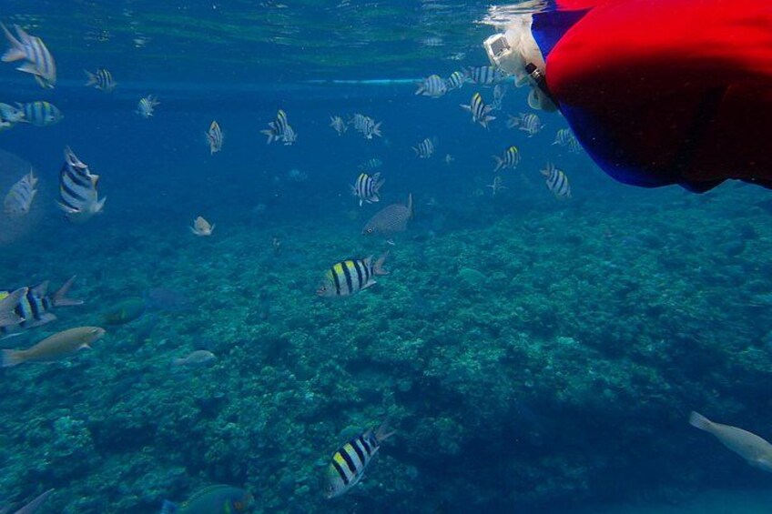 Anilao Snorkel Safari: Explore the Amazing Underwater World 5