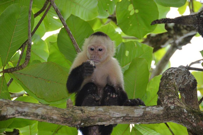 White face capuchin 3