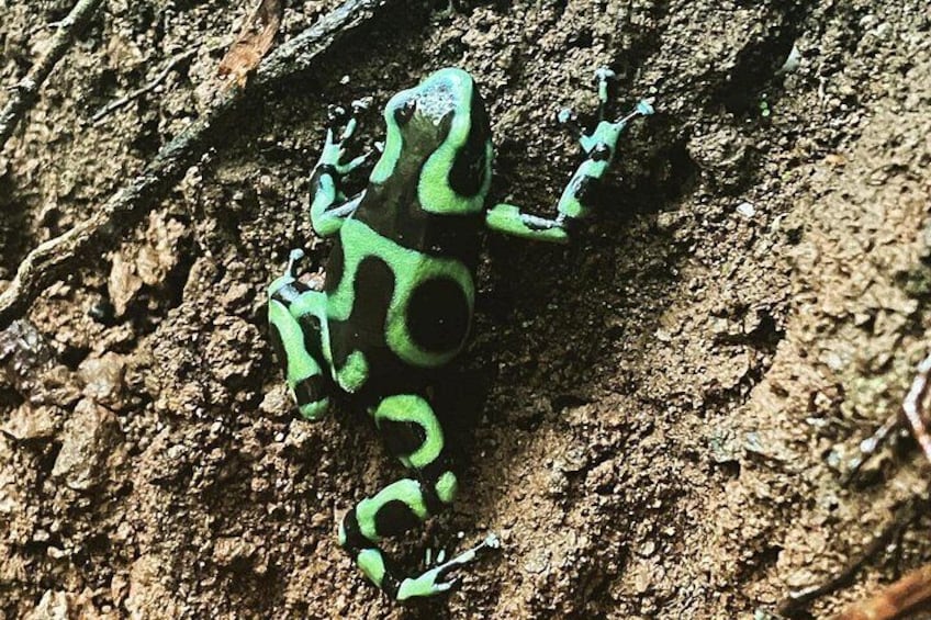 Green Poison Dart Frog 2