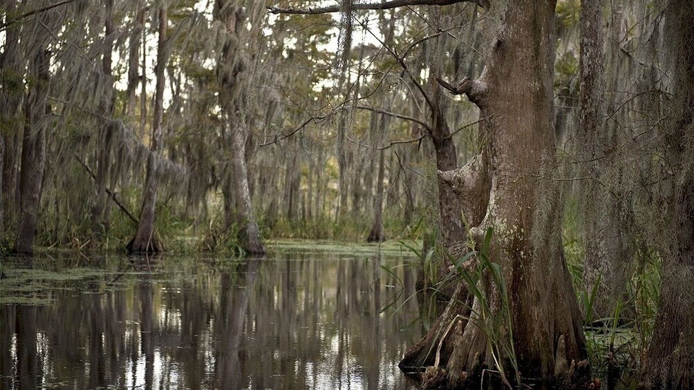 Guided Louisiana Airboat Tour