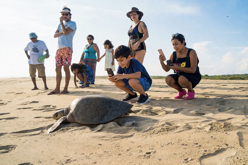 En gruppe mennesker observerer en havskildpadde på en sandstrand. 1