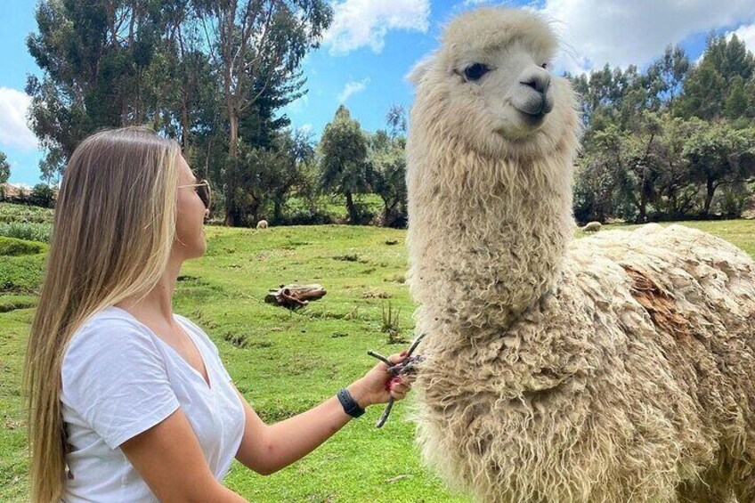 A person holding a llama in a grassy field with trees in the background. 1