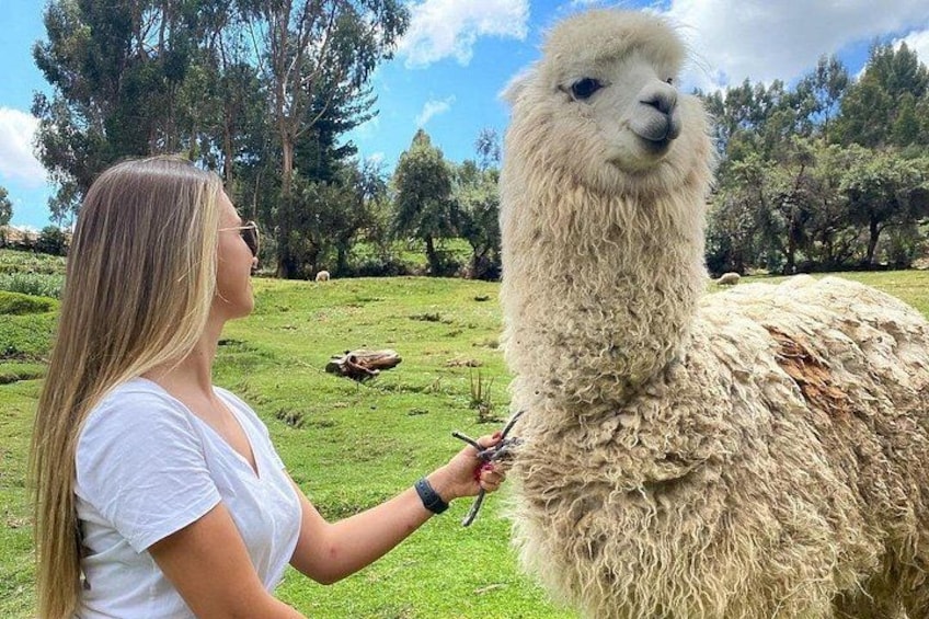 A person holding a llama in a grassy field with trees in the background. 3