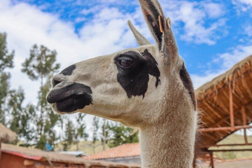 A llama with a black and white face, standing in a rural setting with a thatched roof structure and trees in the background. 5