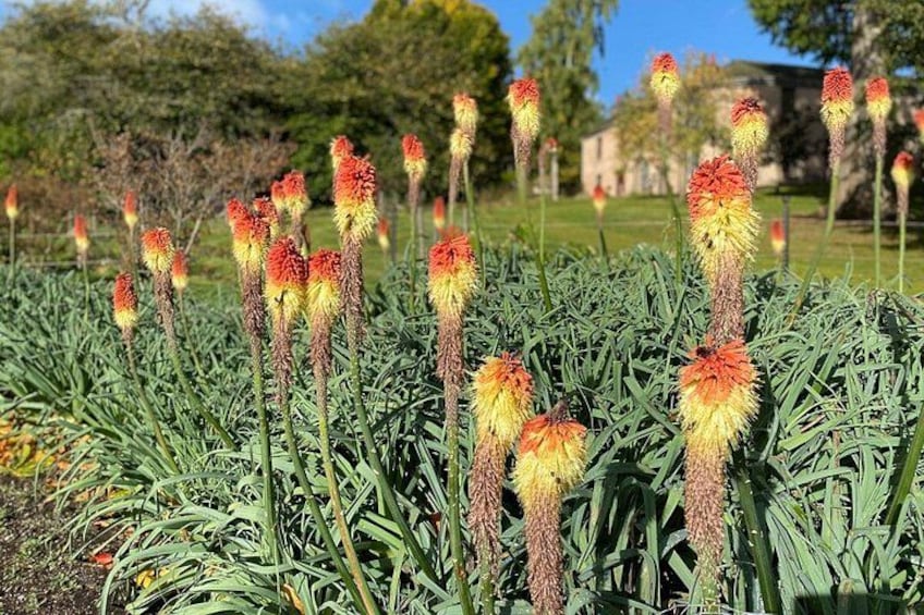 Un campo de plantas altas y delgadas con flores amarillas y rojas en forma de espinas. 3
