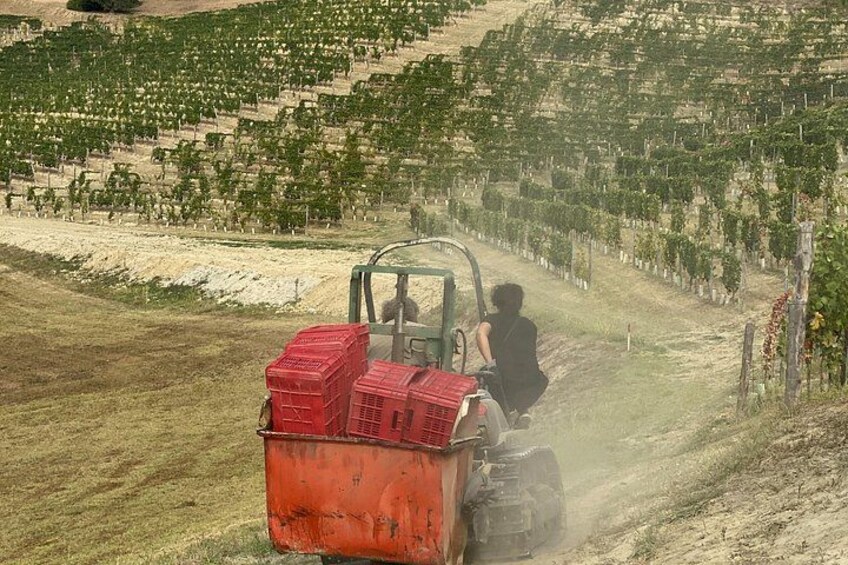 Une personne conduisant un tracteur dans un vignoble. 3