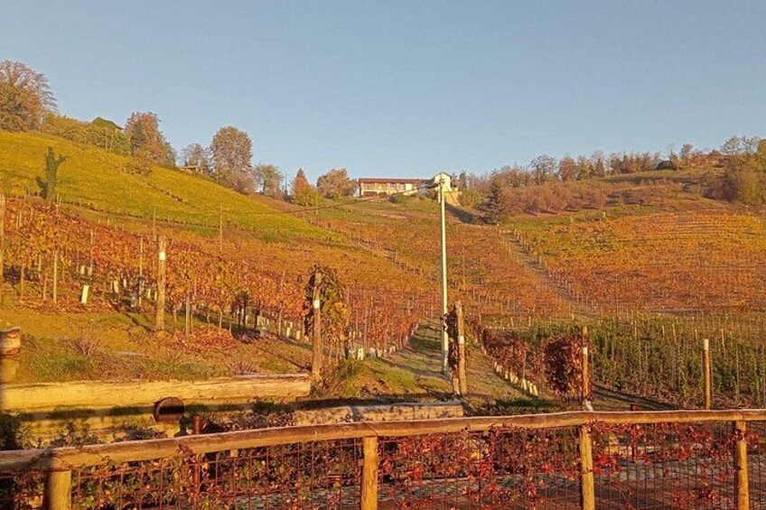 Un vignoble avec des rangées de vignes, une clôture en bois et un bâtiment en arrière-plan. 2