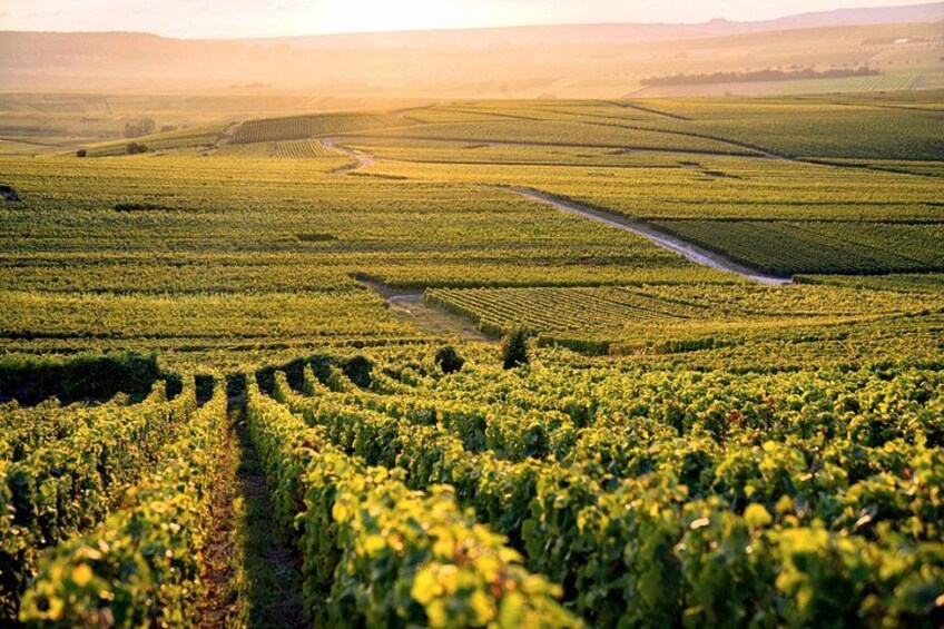 A vineyard with rows of grapevines and a dirt path. 2