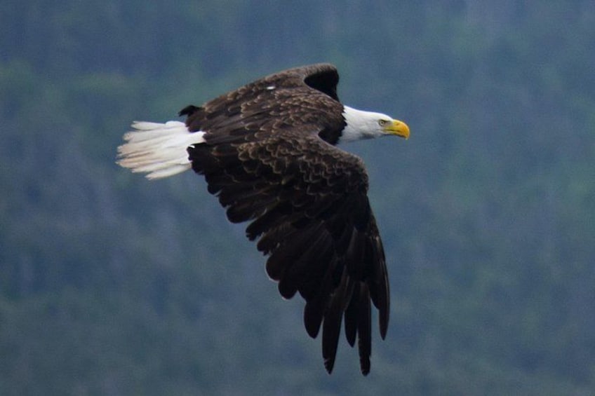 Un águila calva volando con un fondo desenfocado. 2