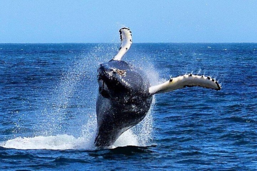 Una ballena emergiendo del océano. 2