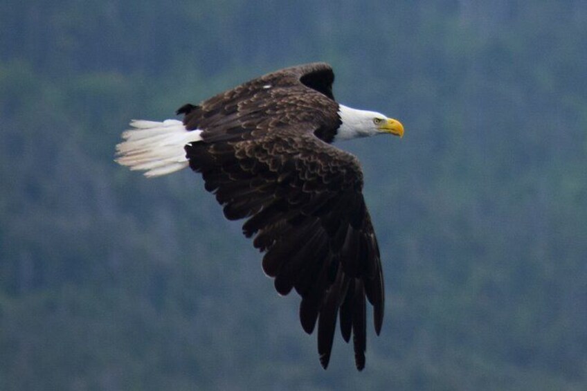 Other wildlife including bald eagles, northern gannets & puffins! 2