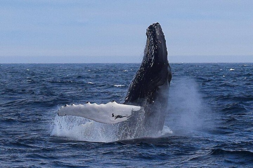 Experience the largest concentration of humpback whales in all of North America! 3
