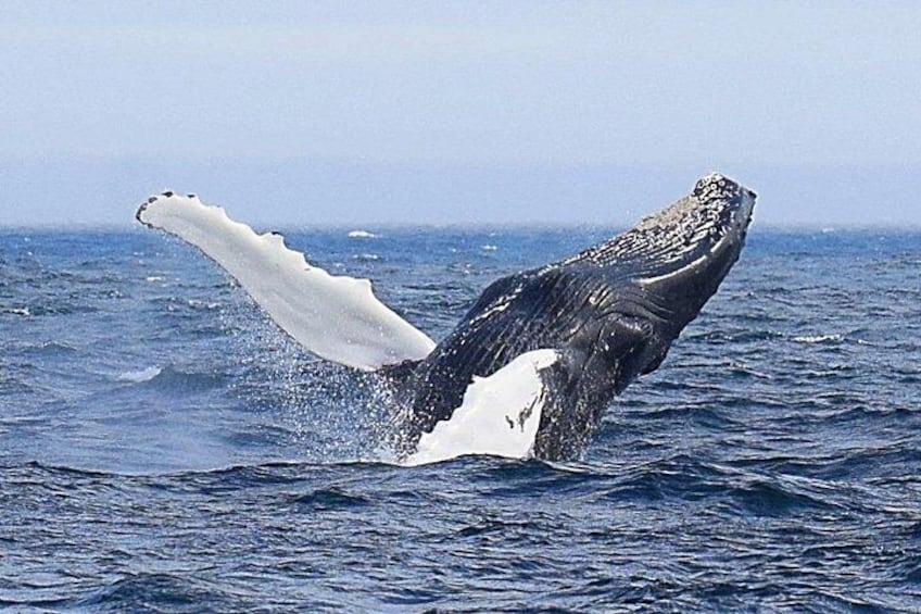 Una ballena rompe la superficie del agua, mostrando sus aletas caudal. 1
