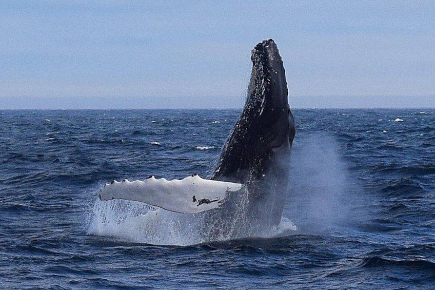 A whale breaching the ocean surface. 2