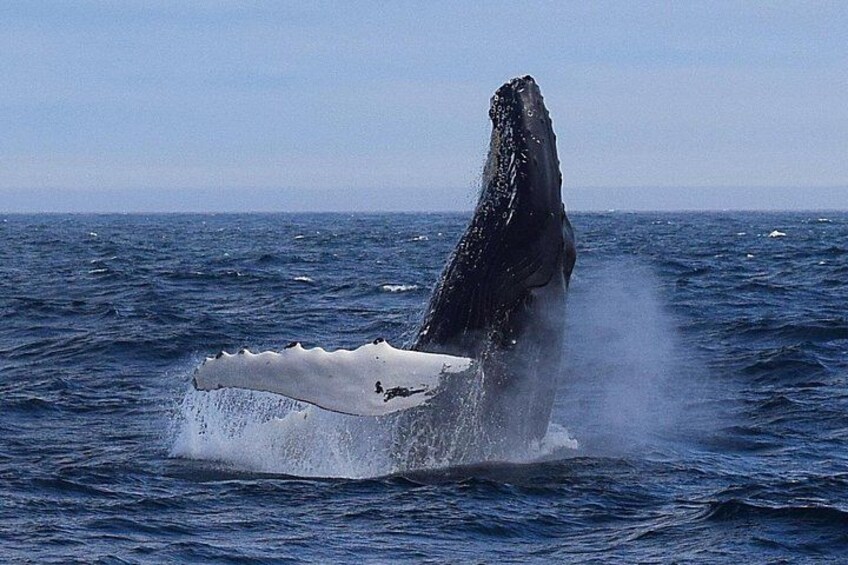 Experience the largest concentration of humpback whales in all of North America! 3
